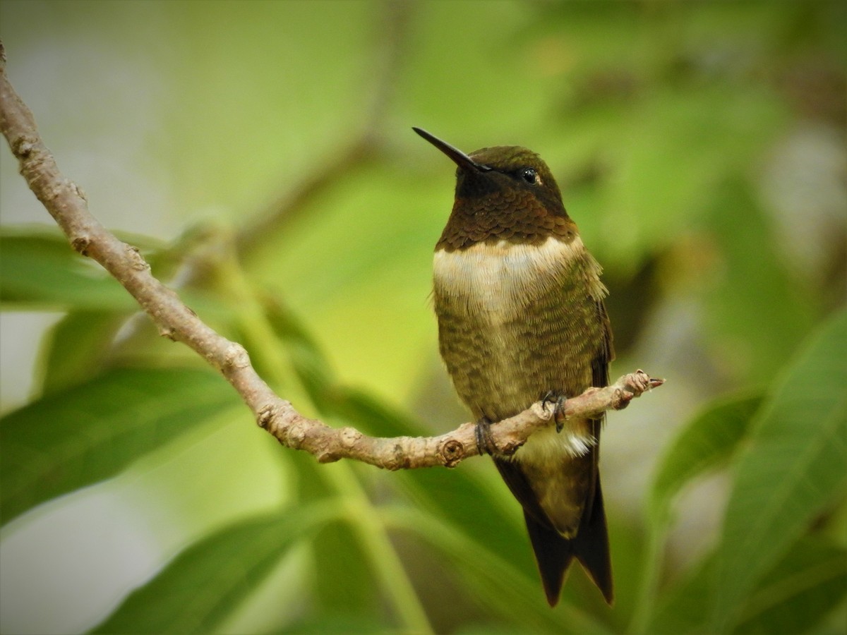 Ruby-throated Hummingbird - ML609001126
