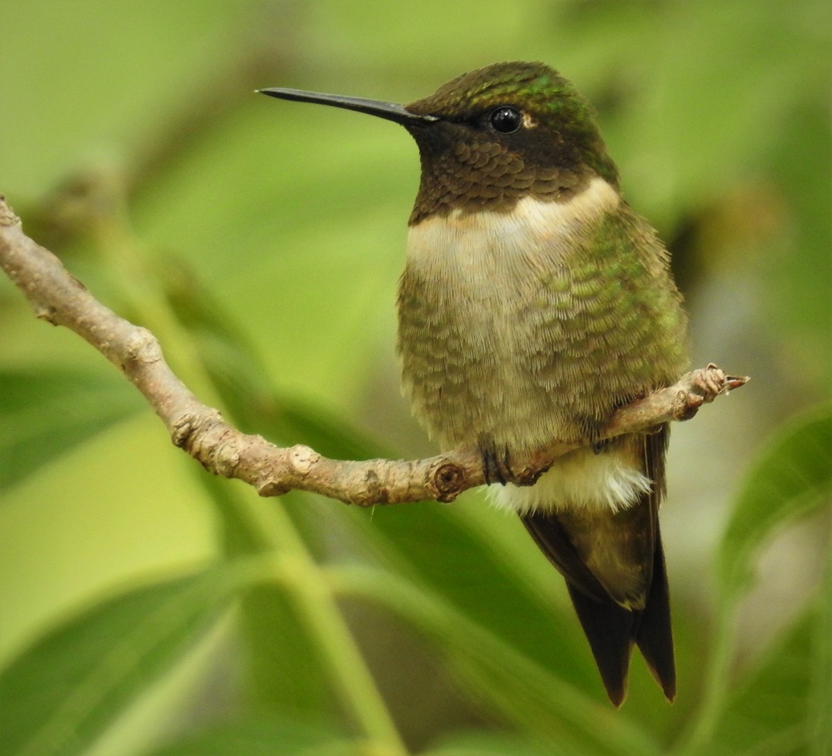 Ruby-throated Hummingbird - ML609001133