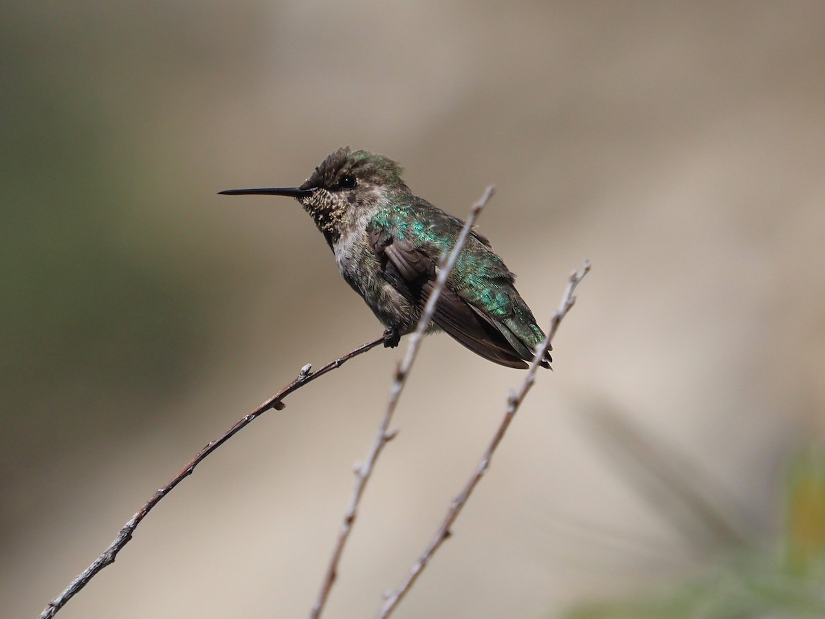 Ebird Checklist Sep Angeles Nf Colby Canyon Trail