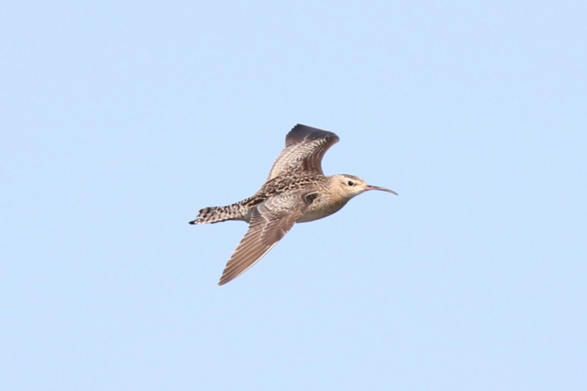 Little Curlew - ML609001147
