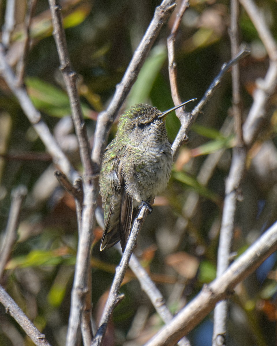 Anna's Hummingbird - ML609001330