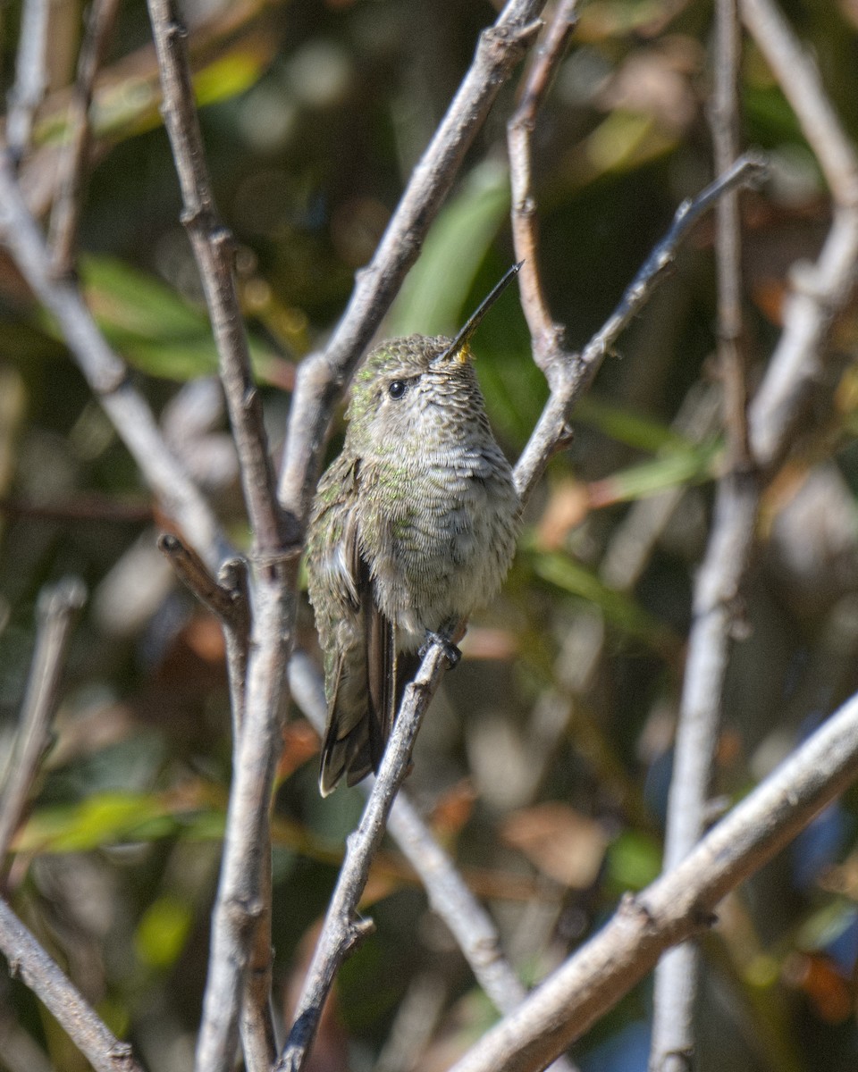 Anna's Hummingbird - ML609001354
