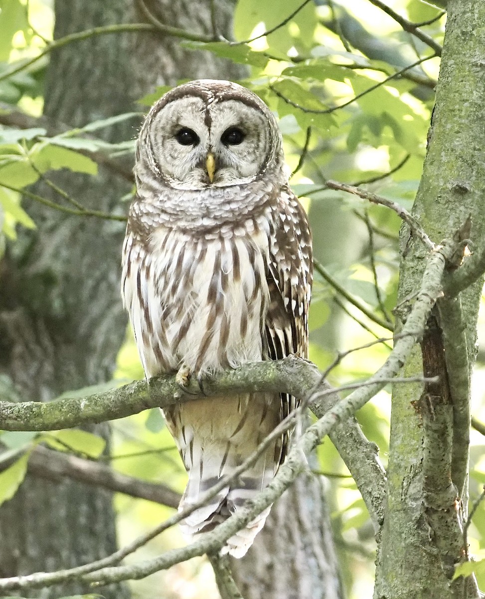 Barred Owl - ML609001369