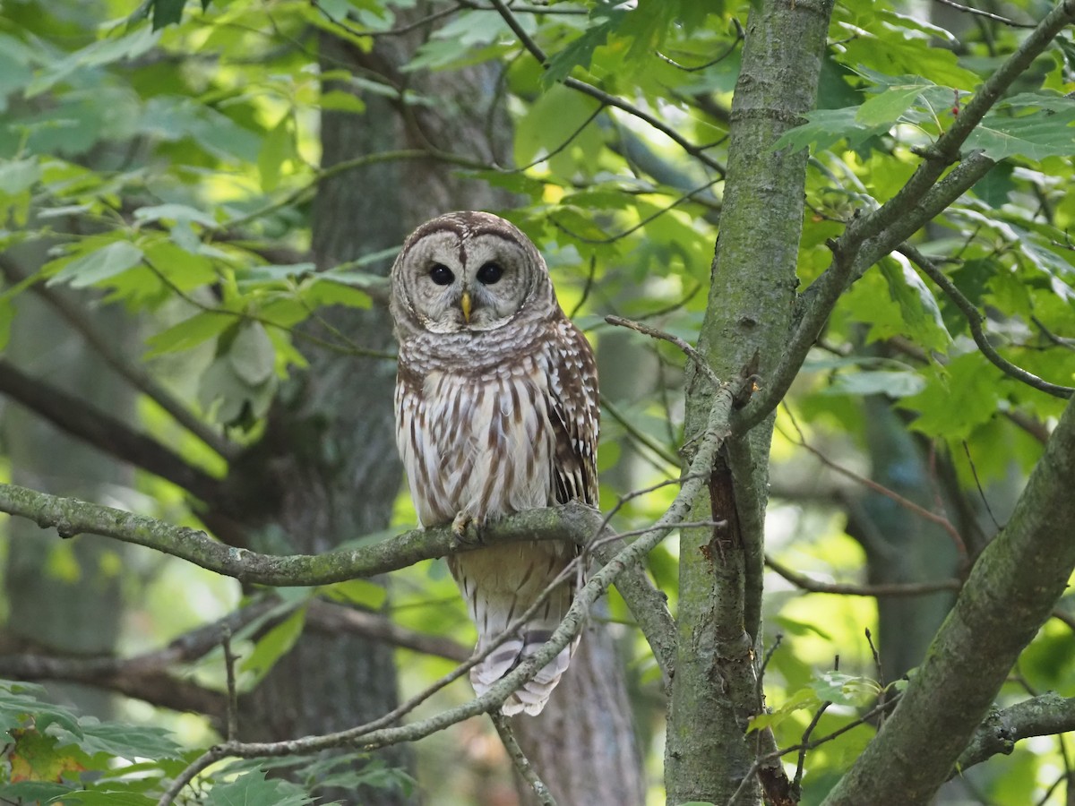 Barred Owl - ML609001371