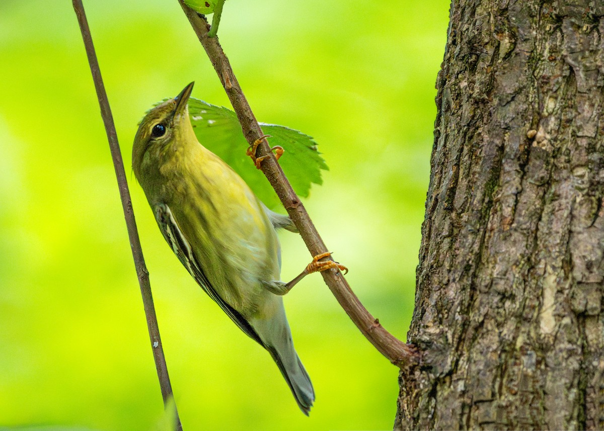 Blackpoll Warbler - ML609001469
