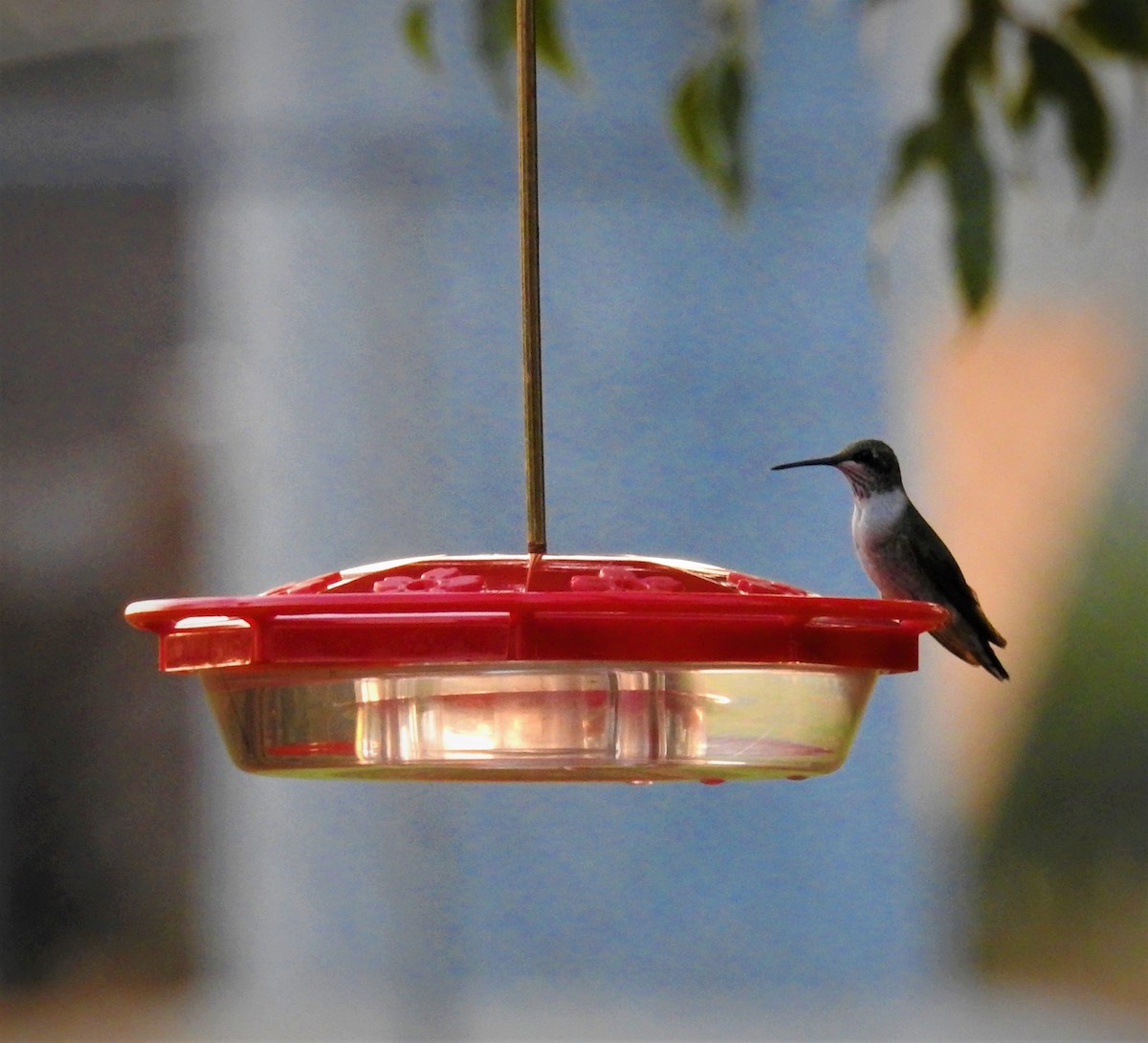 Ruby-throated Hummingbird - ML609001526