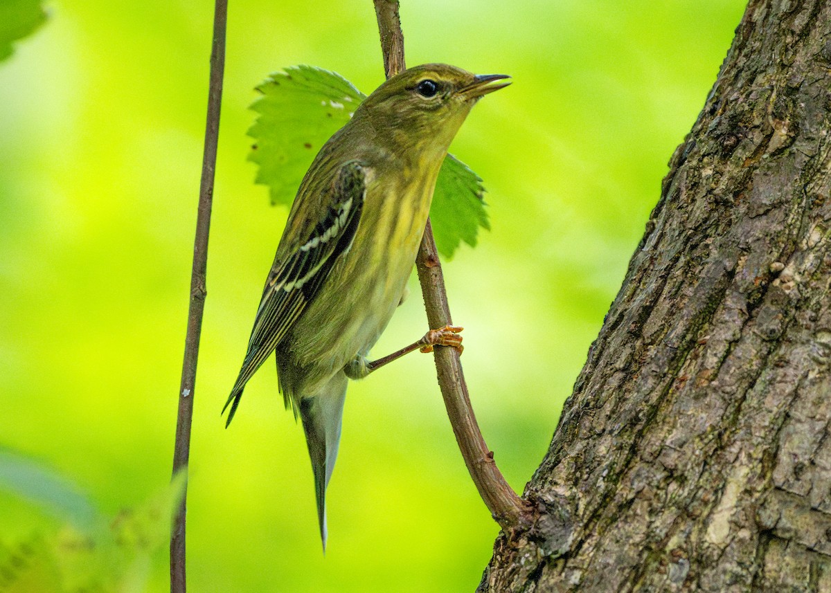Blackpoll Warbler - ML609001553