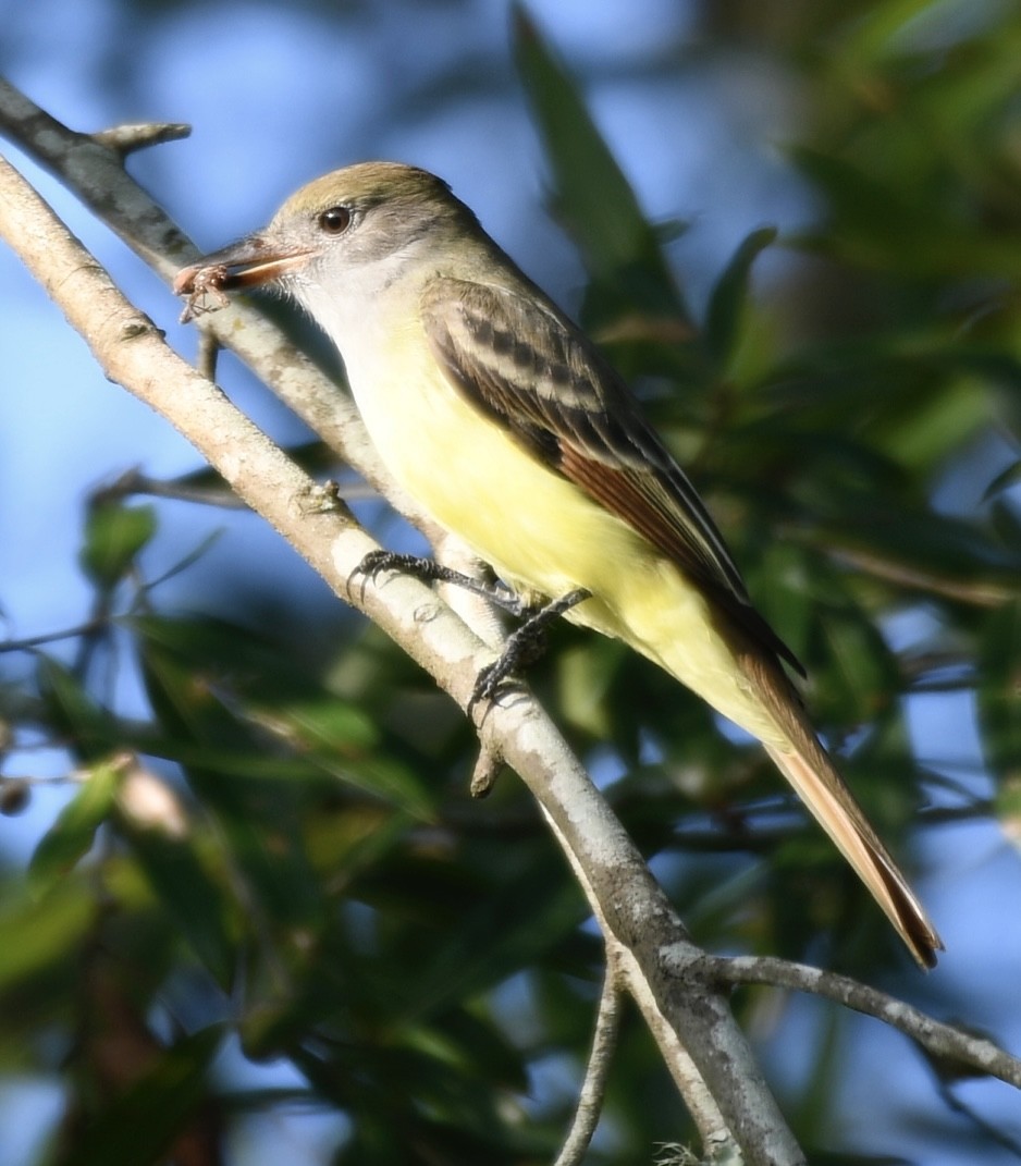 Great Crested Flycatcher - ML609001721