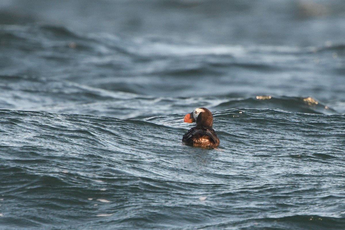 Tufted Puffin - ML609001799