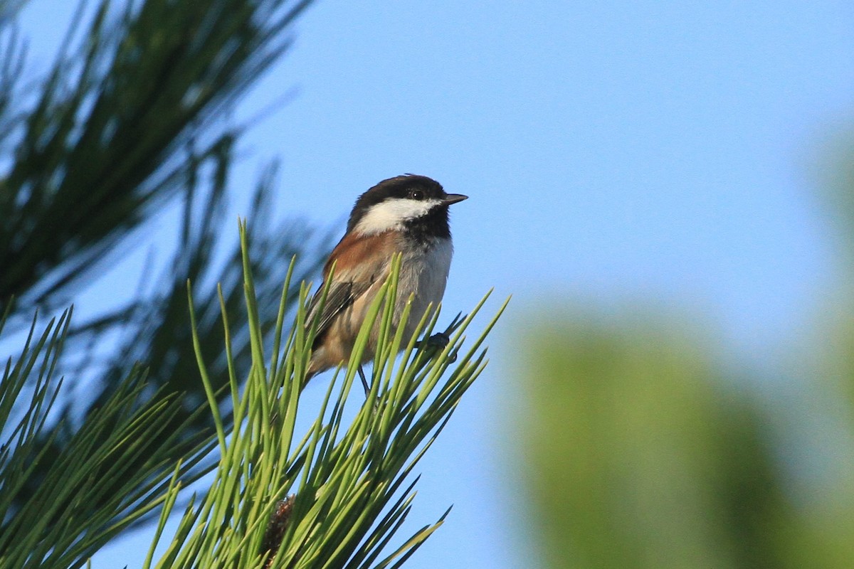 Mésange à dos marron - ML609001802