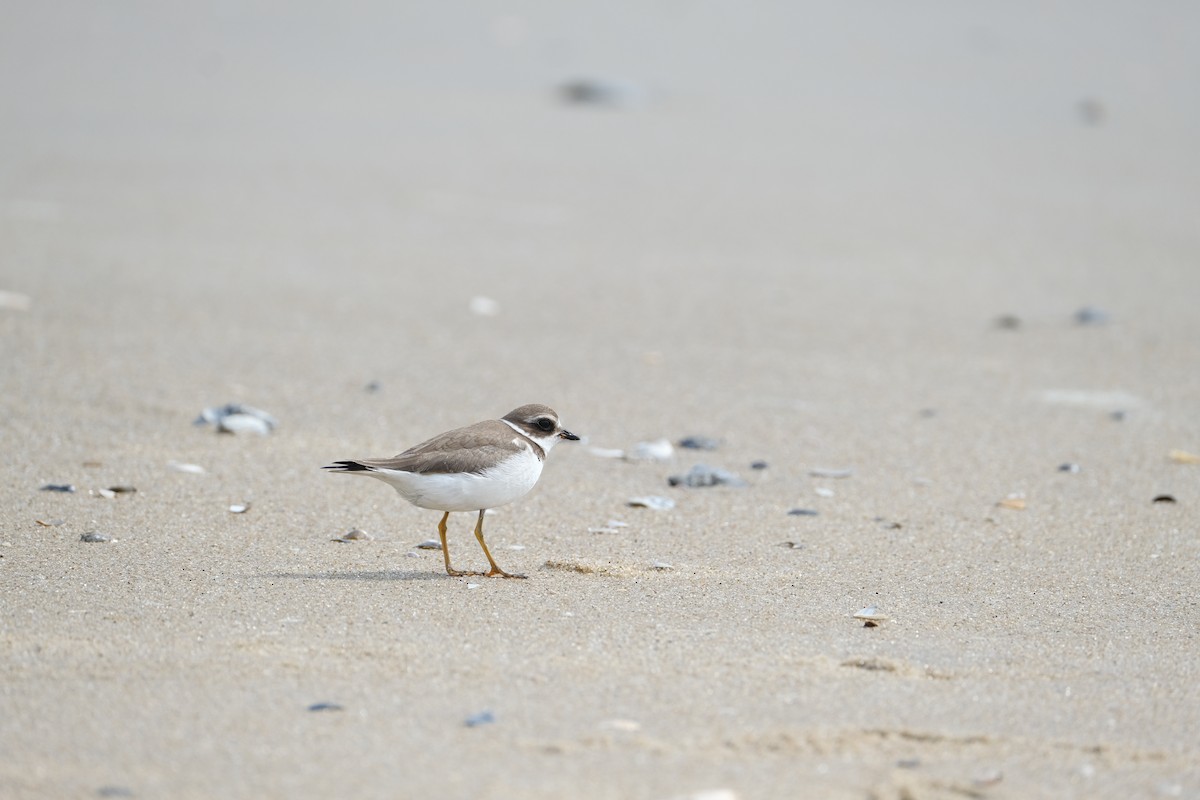 Semipalmated Plover - ML609001829
