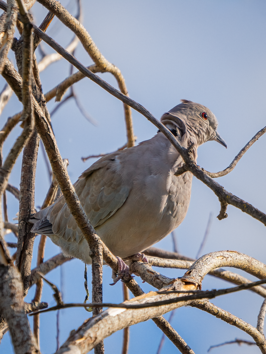 Eurasian Collared-Dove - ML609001891
