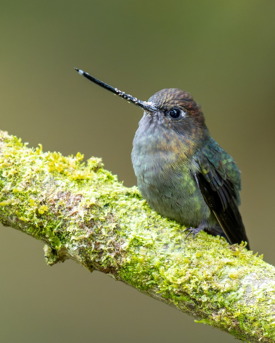 kolibřík zelenočelý - ML609001903