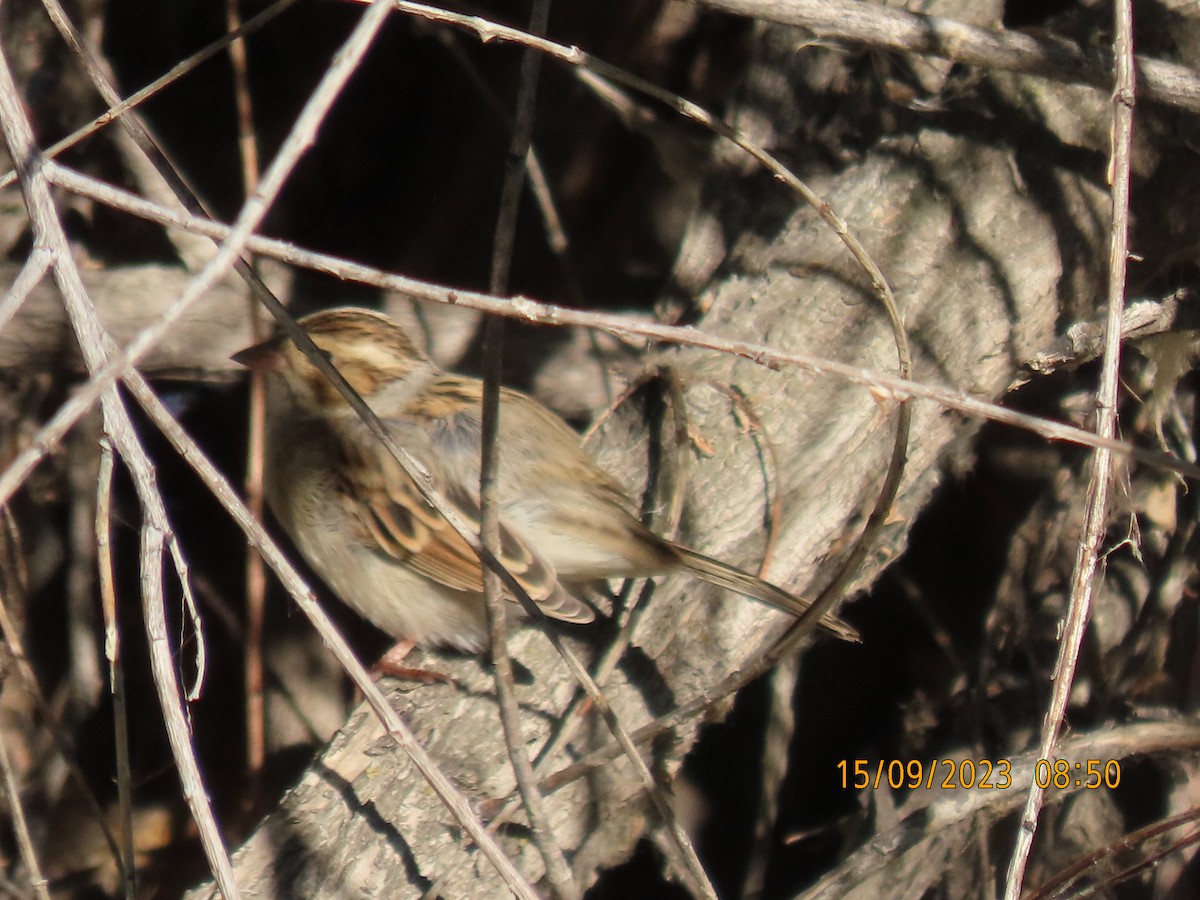 Clay-colored Sparrow - ML609002187