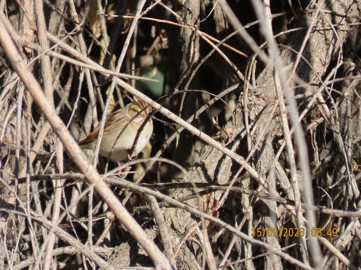 Clay-colored Sparrow - ML609002188