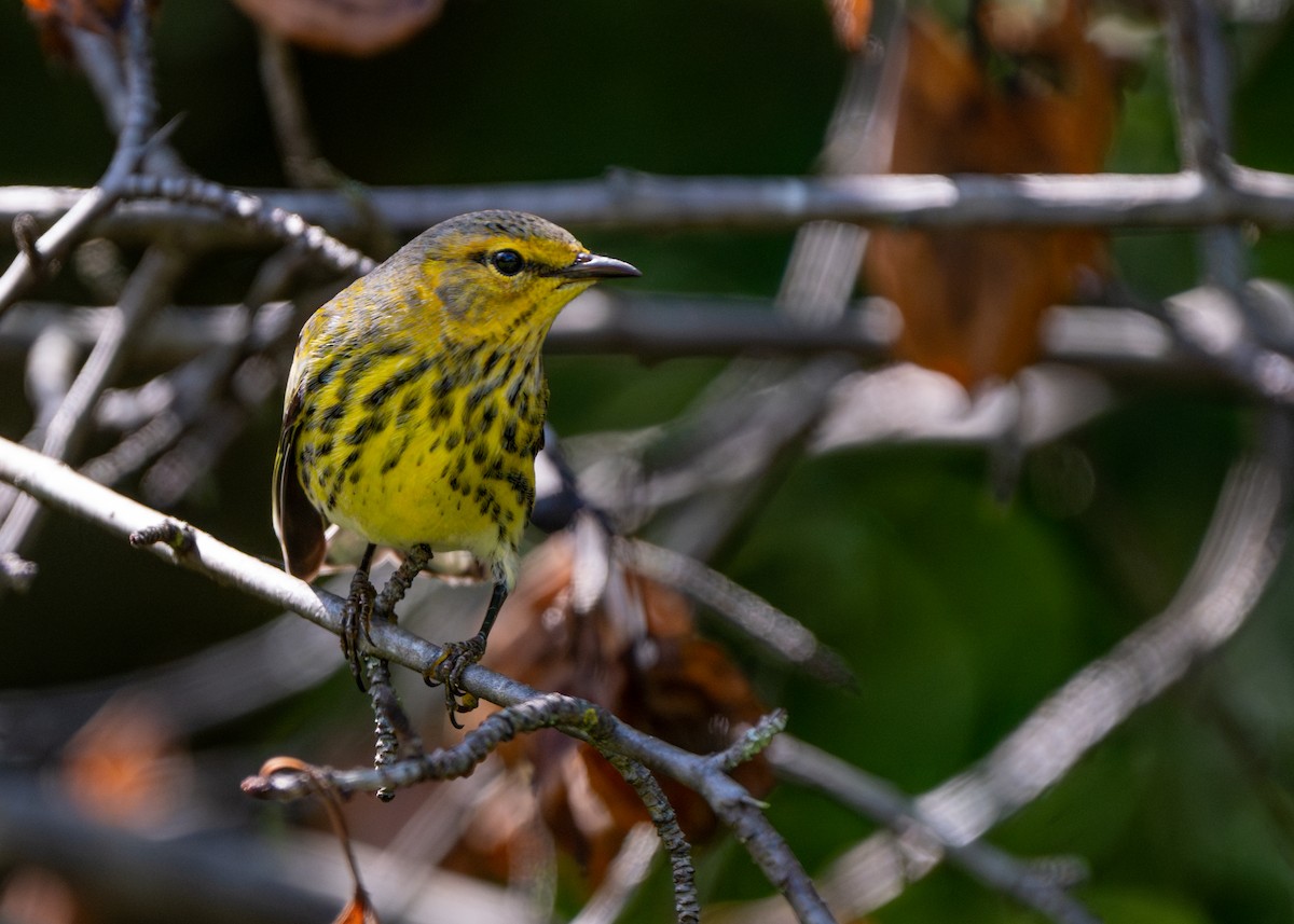Cape May Warbler - ML609002392