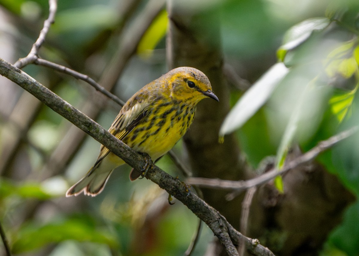 Cape May Warbler - ML609002525