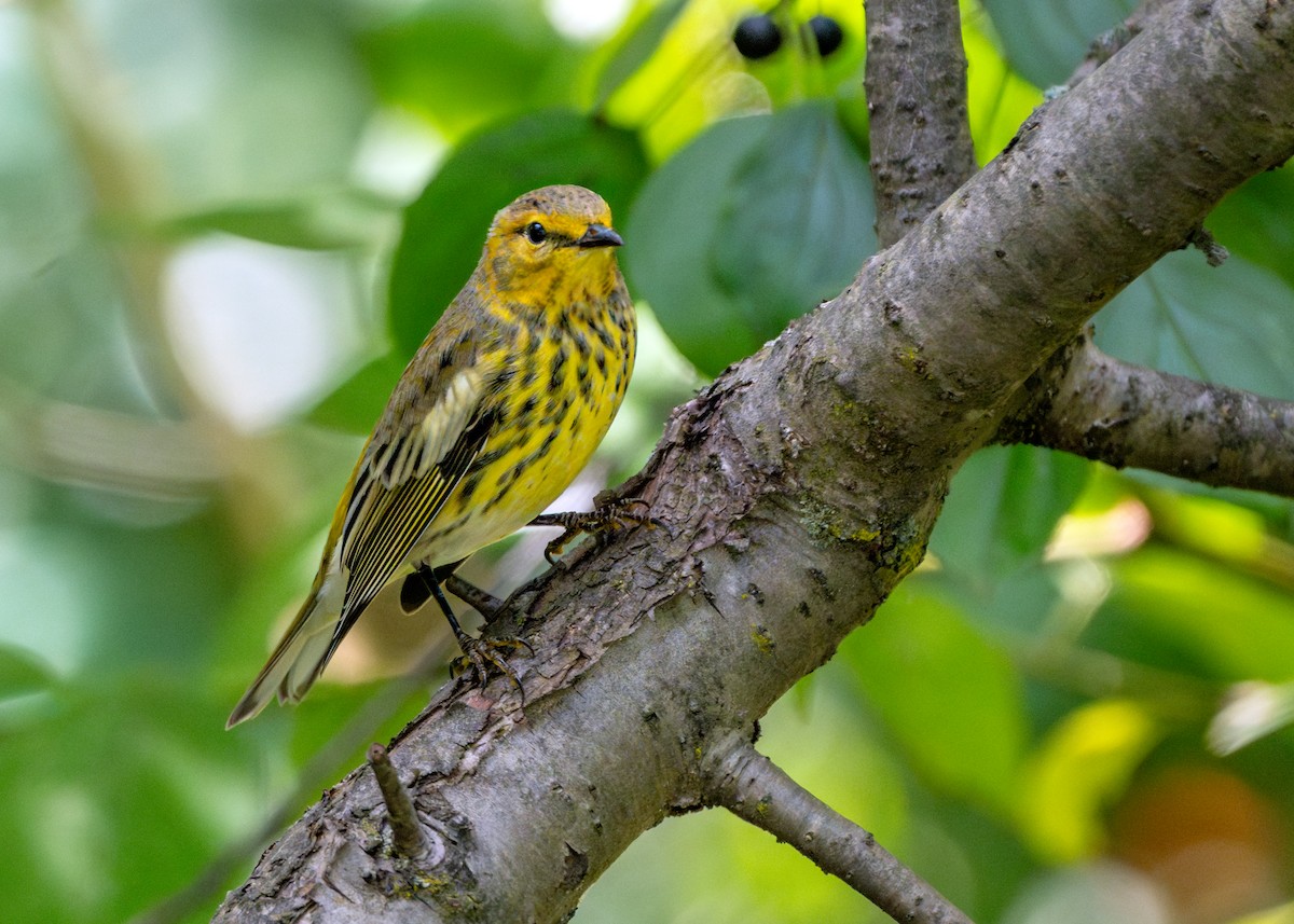 Cape May Warbler - ML609002526