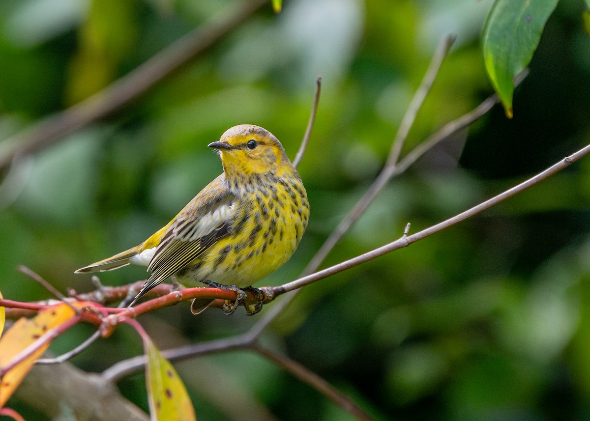 Cape May Warbler - ML609002644