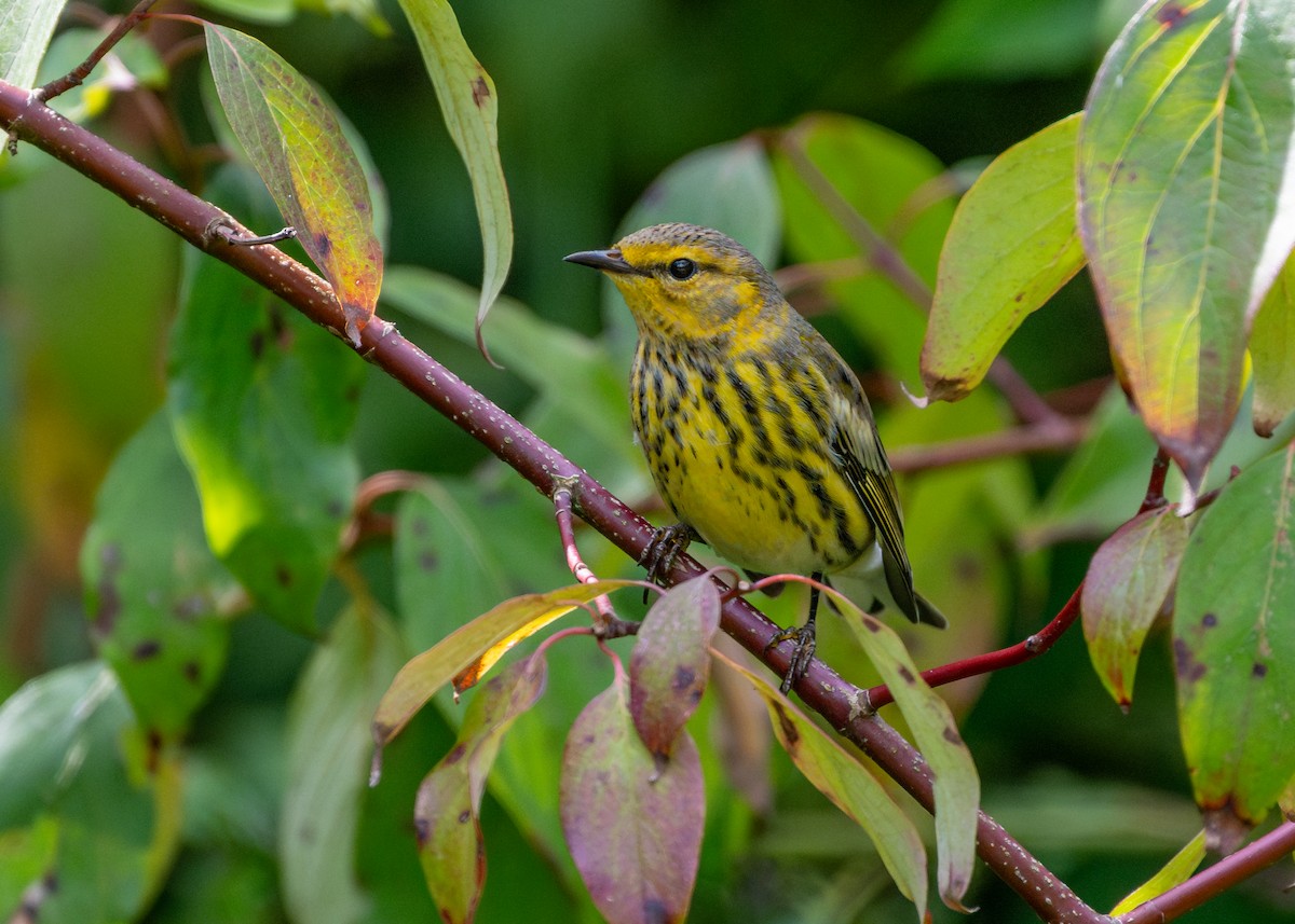 Cape May Warbler - ML609002766