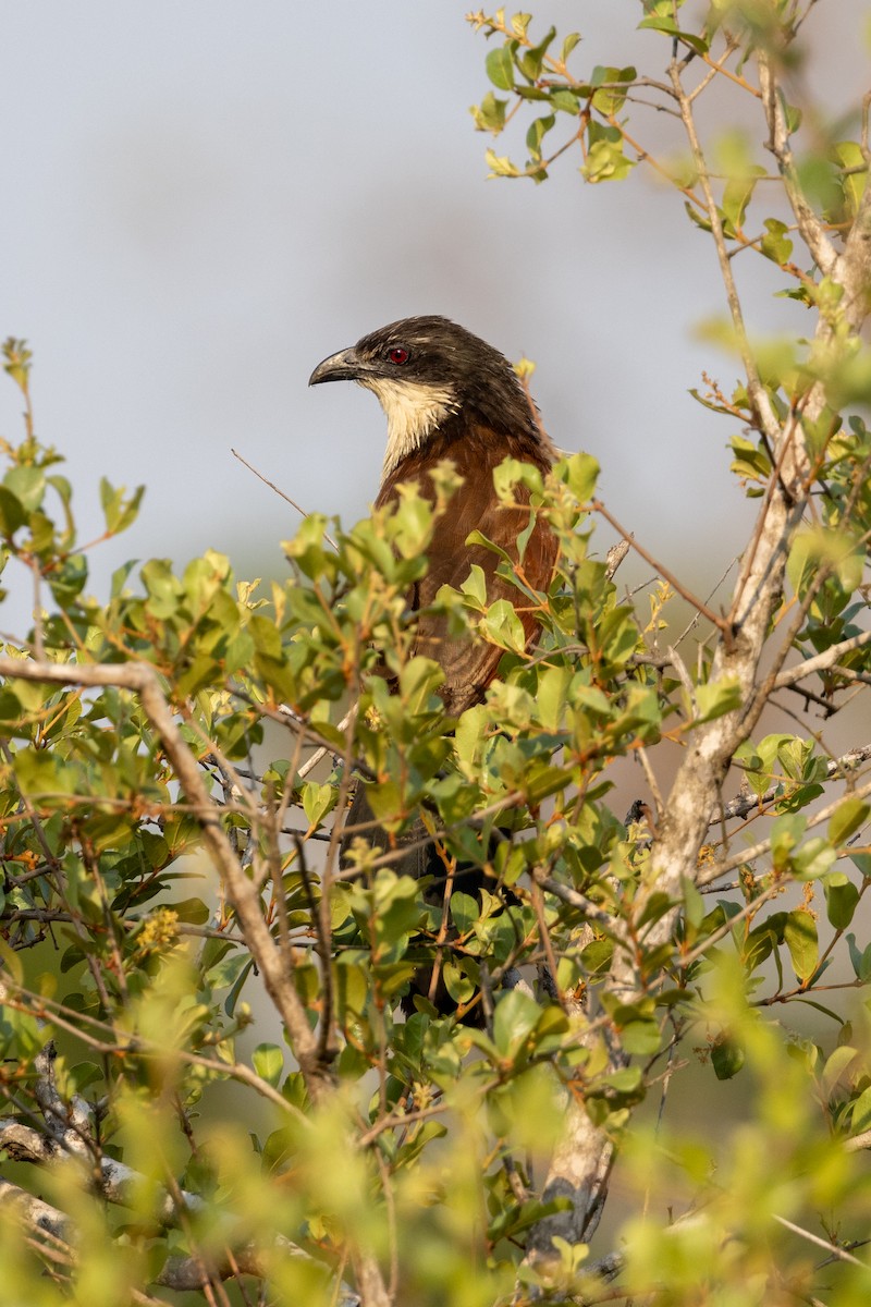 White-browed Coucal (Burchell's) - ML609002828