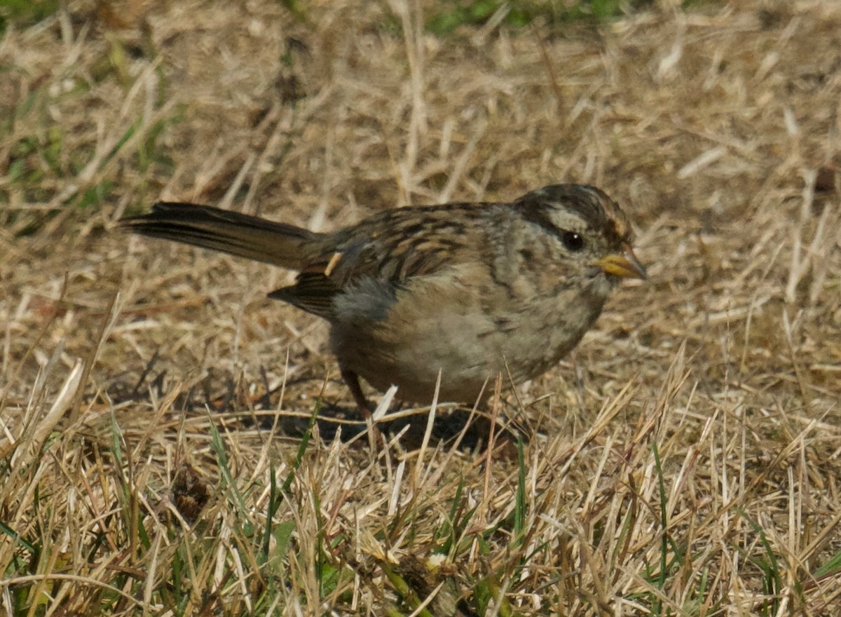 White-crowned Sparrow - ML609002878