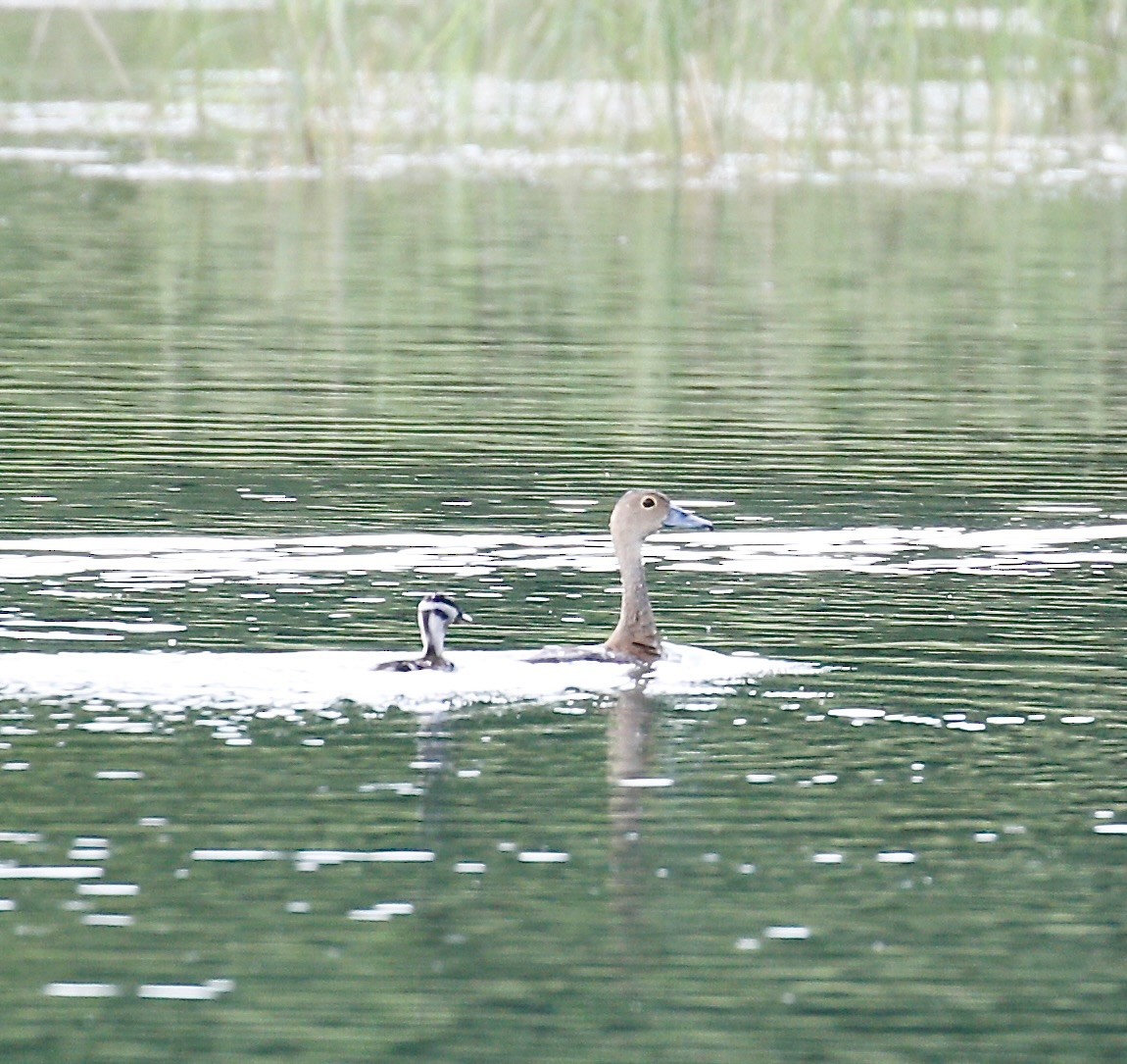 Lesser Whistling-Duck - ML609003139