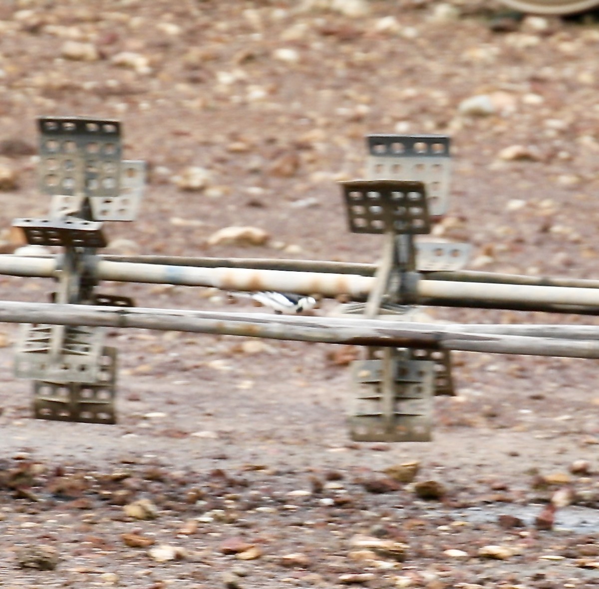 White Wagtail - ML609003162