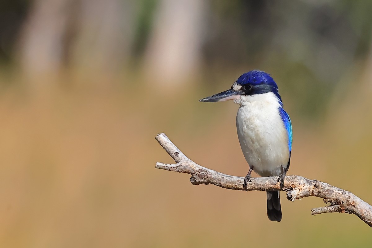 Forest Kingfisher - ML609003283