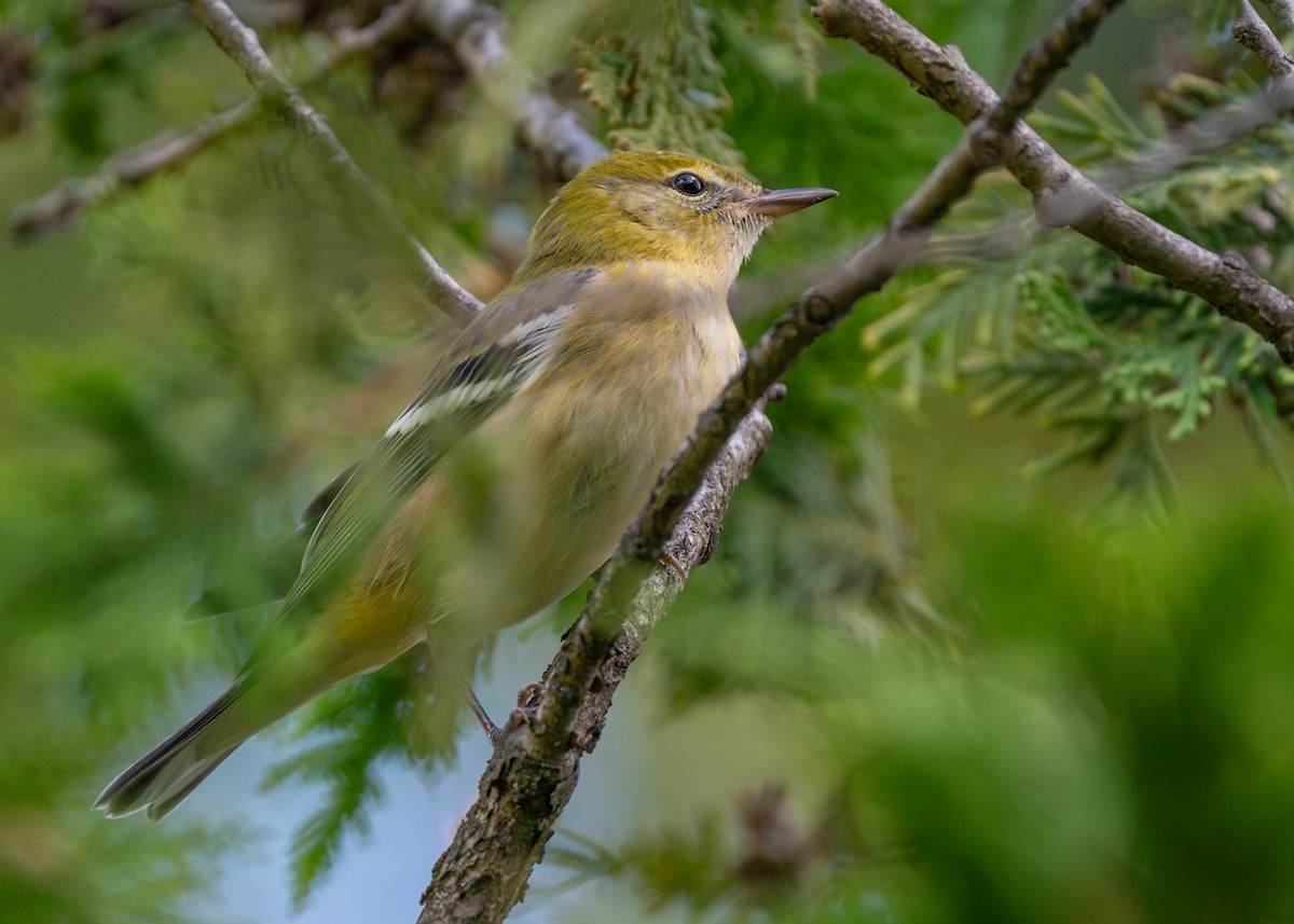 Bay-breasted Warbler - ML609003287