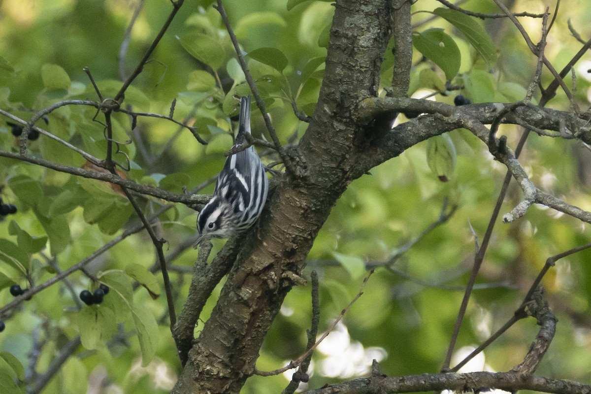 Black-and-white Warbler - ML609003315