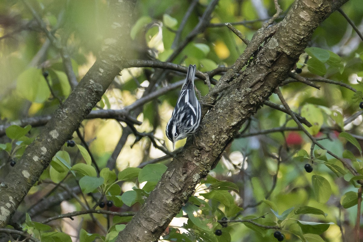 Black-and-white Warbler - ML609003317