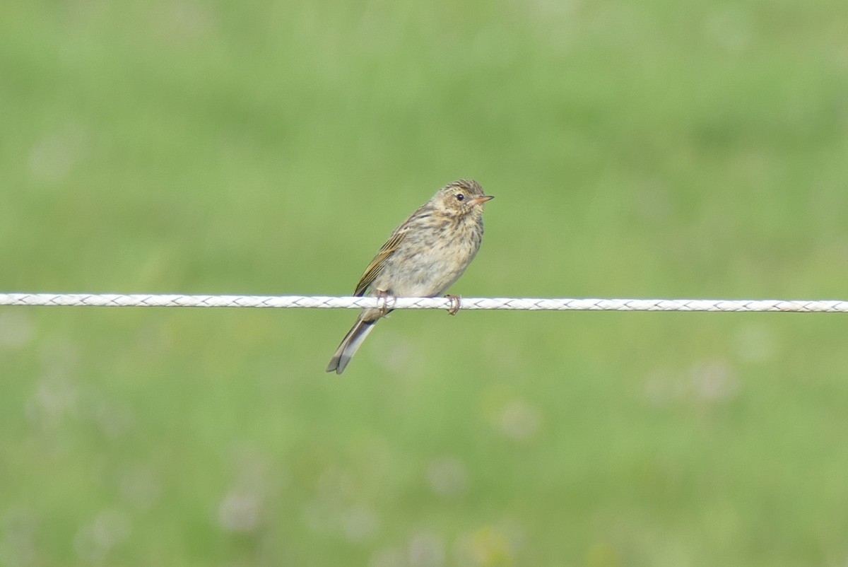 Meadow Pipit - ML609003594