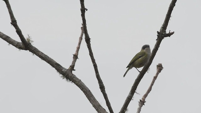 Green Shrike-Babbler - ML609003705