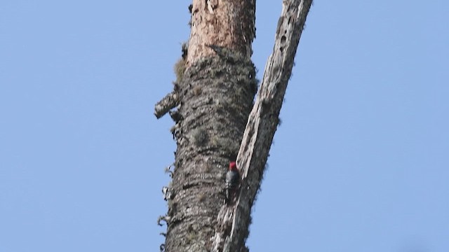 Rufous-bellied Woodpecker - ML609003909