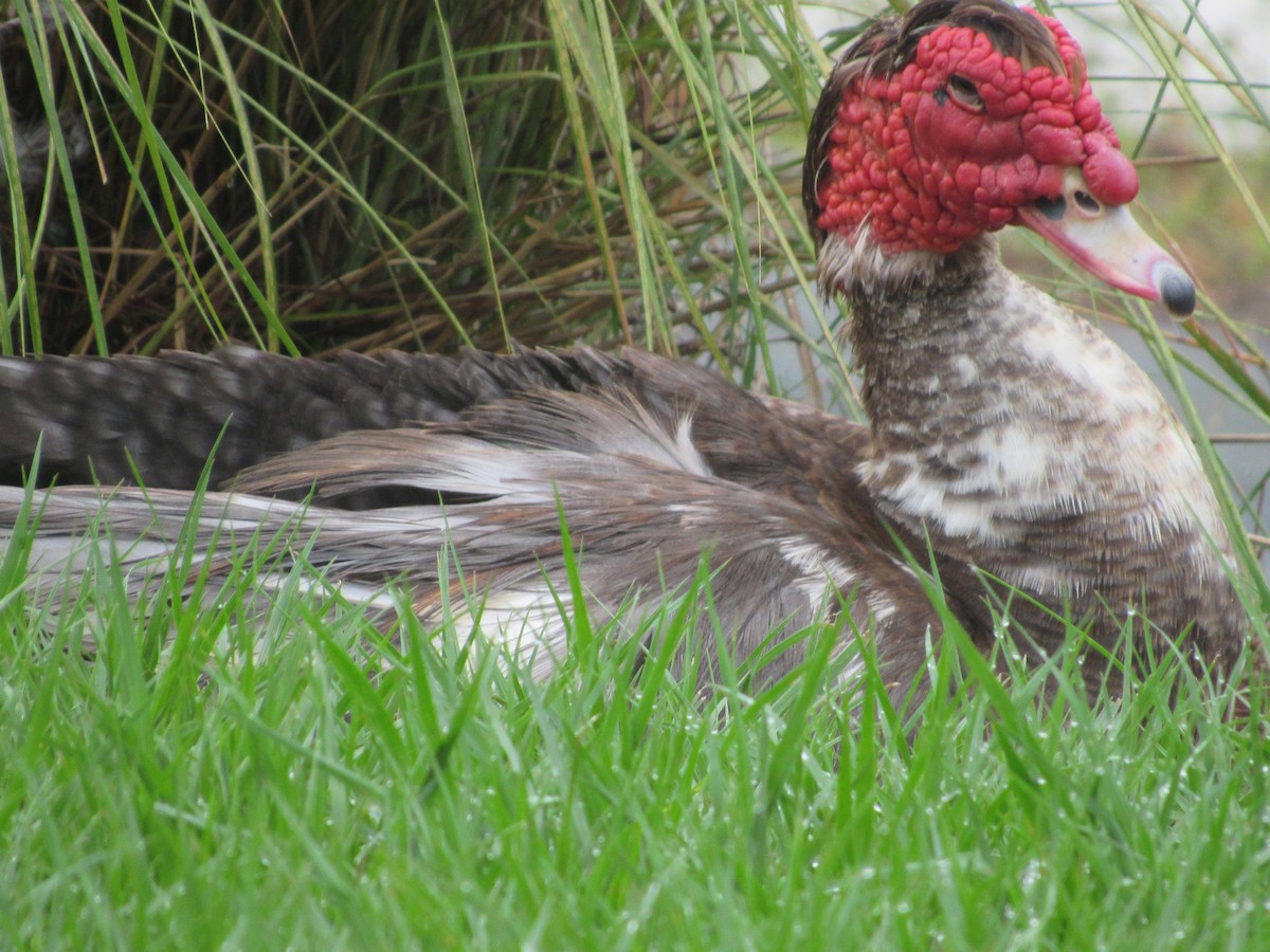 Muscovy Duck (Domestic type) - Rene',Andy and Bill McGill