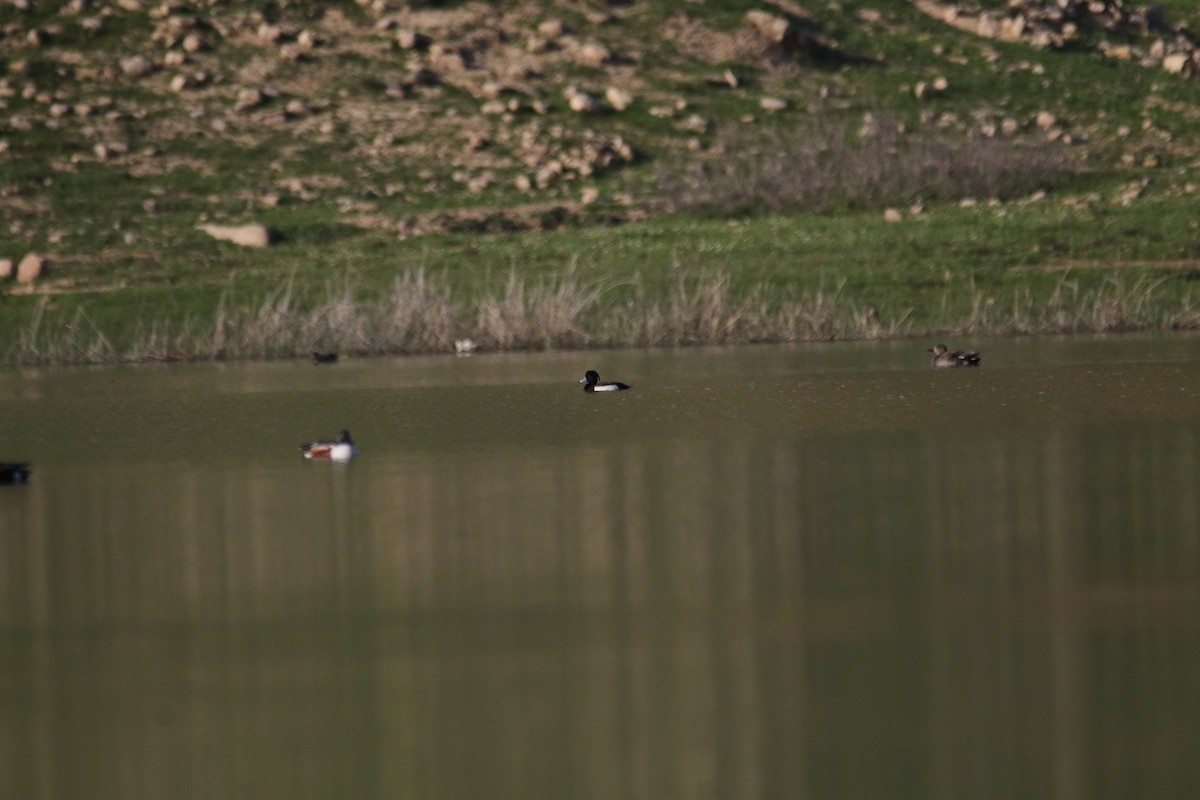 Tufted Duck - ML609004154