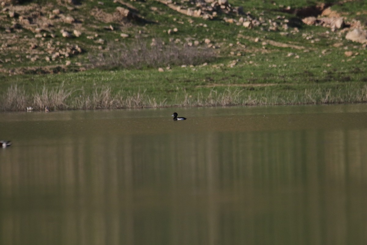 Tufted Duck - ML609004155