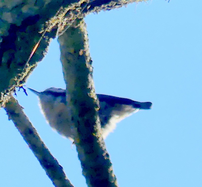 Red-breasted Nuthatch - ML609004320