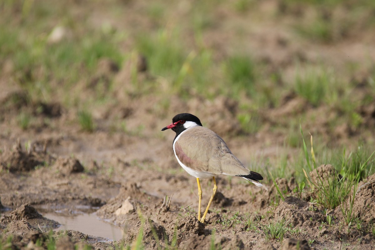 Red-wattled Lapwing - Hassan Rokni