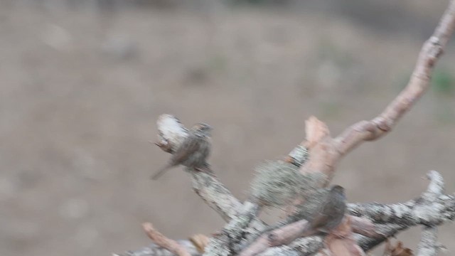 Rufous-breasted Accentor - ML609004490