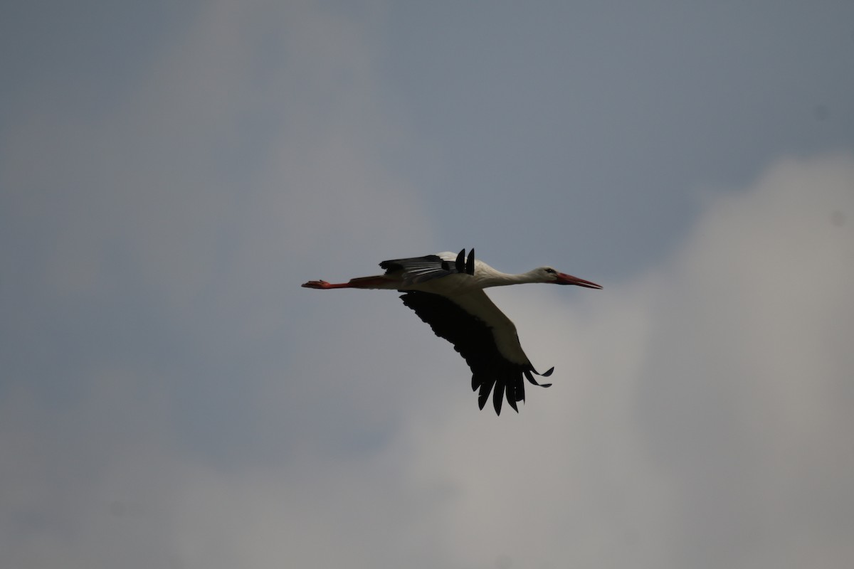 White Stork - Hassan Rokni