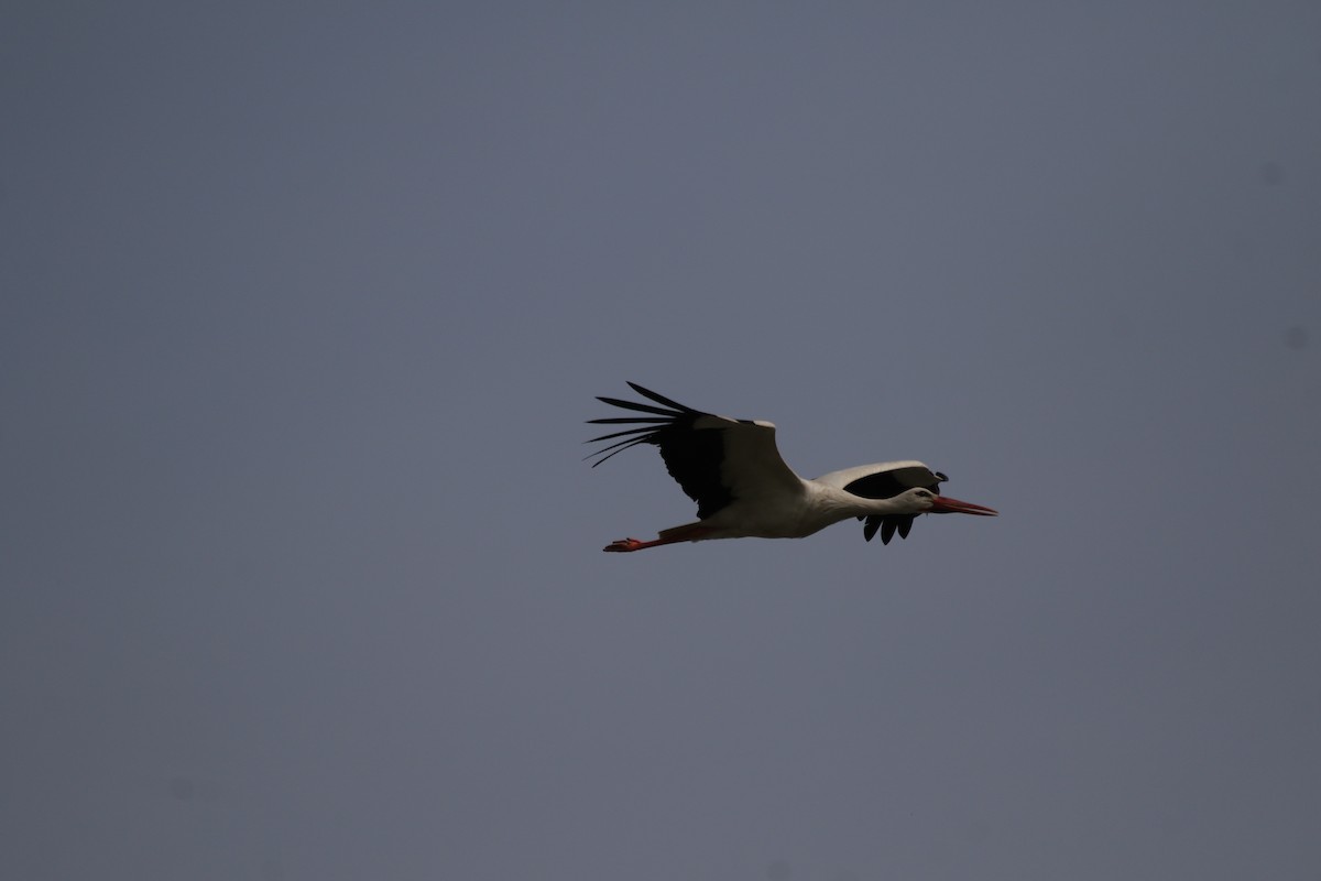 White Stork - ML609004494