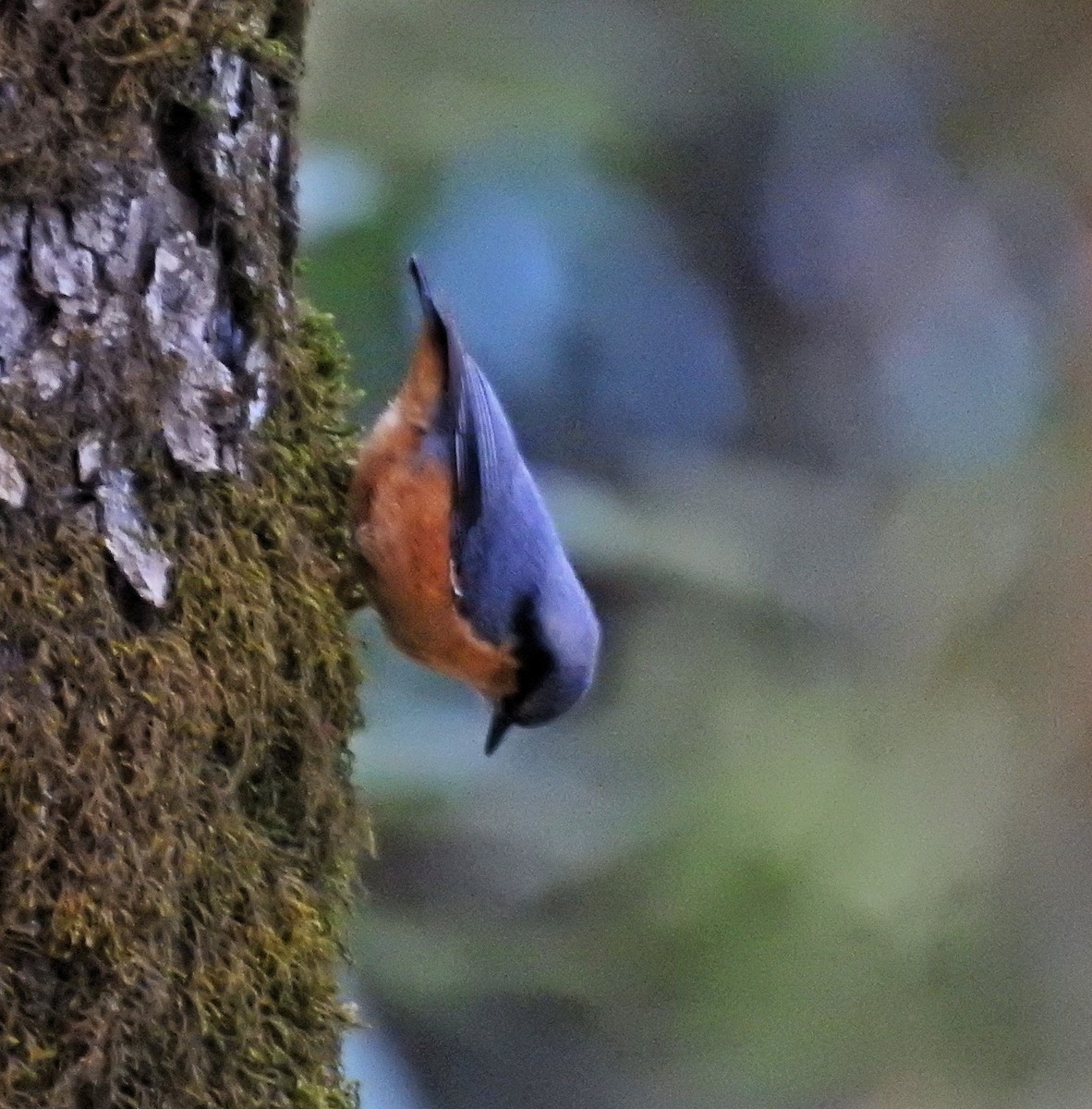 White-tailed Nuthatch - ML609004721
