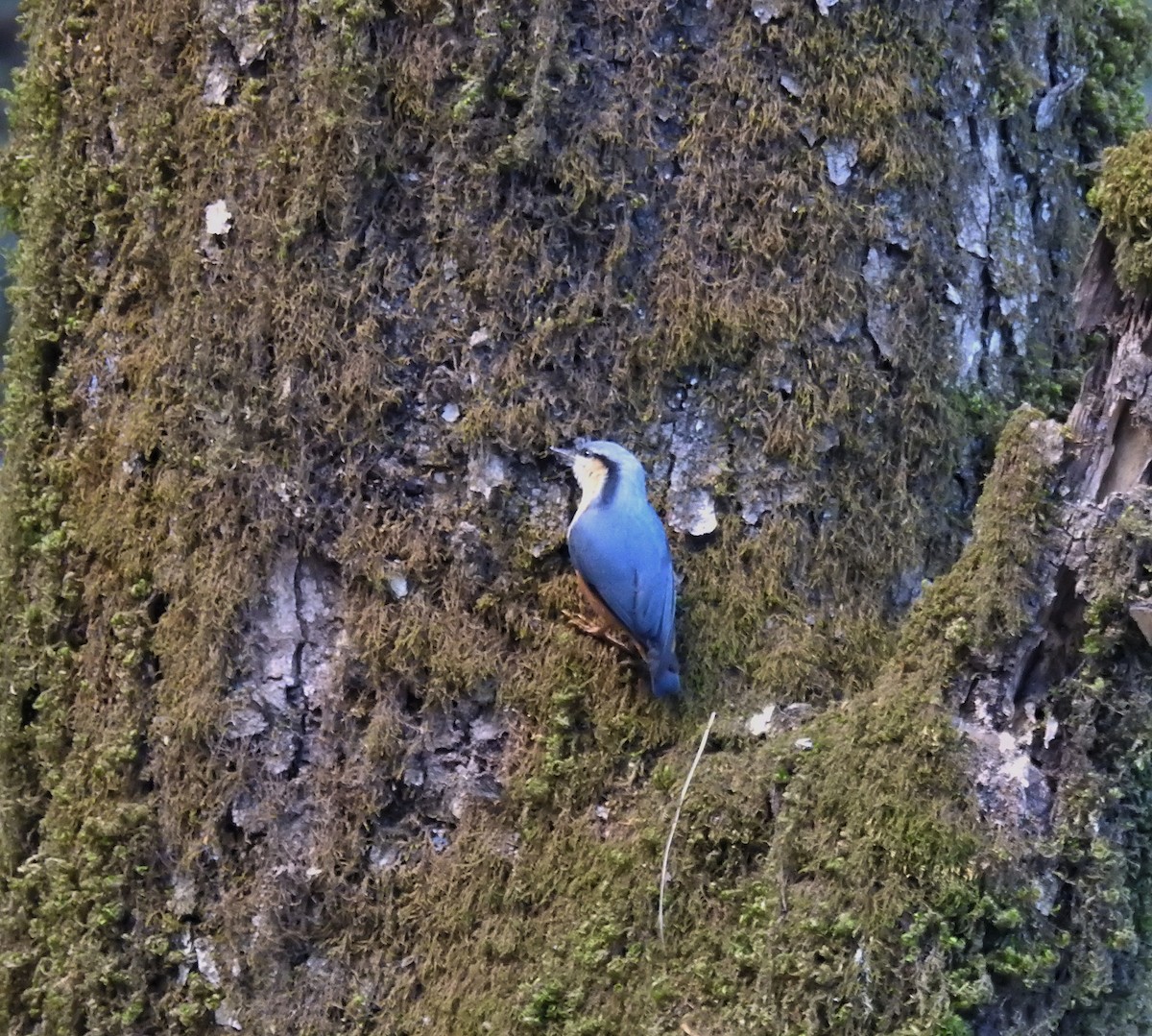 White-tailed Nuthatch - ML609004723