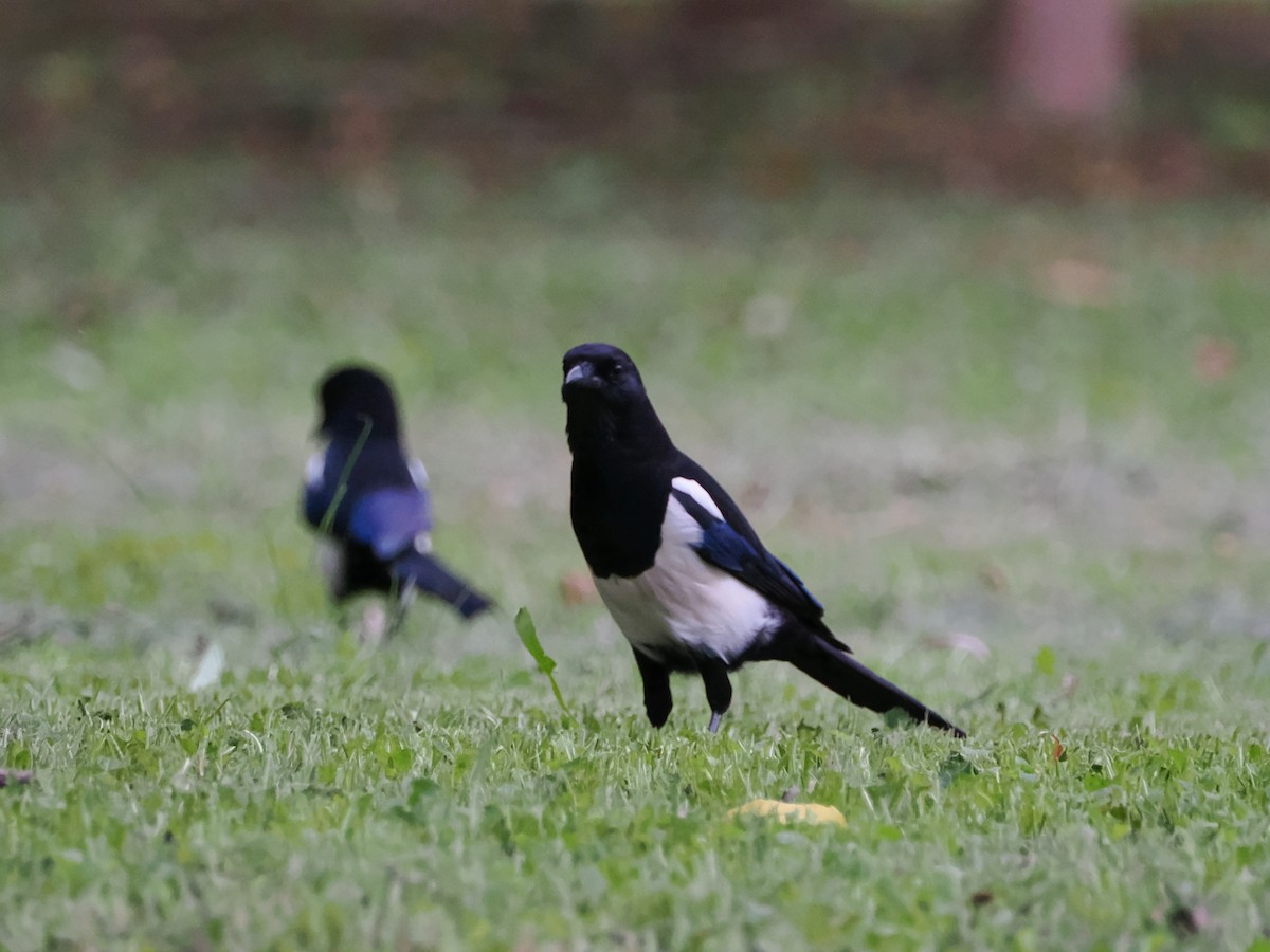 カササギ - ML609004739