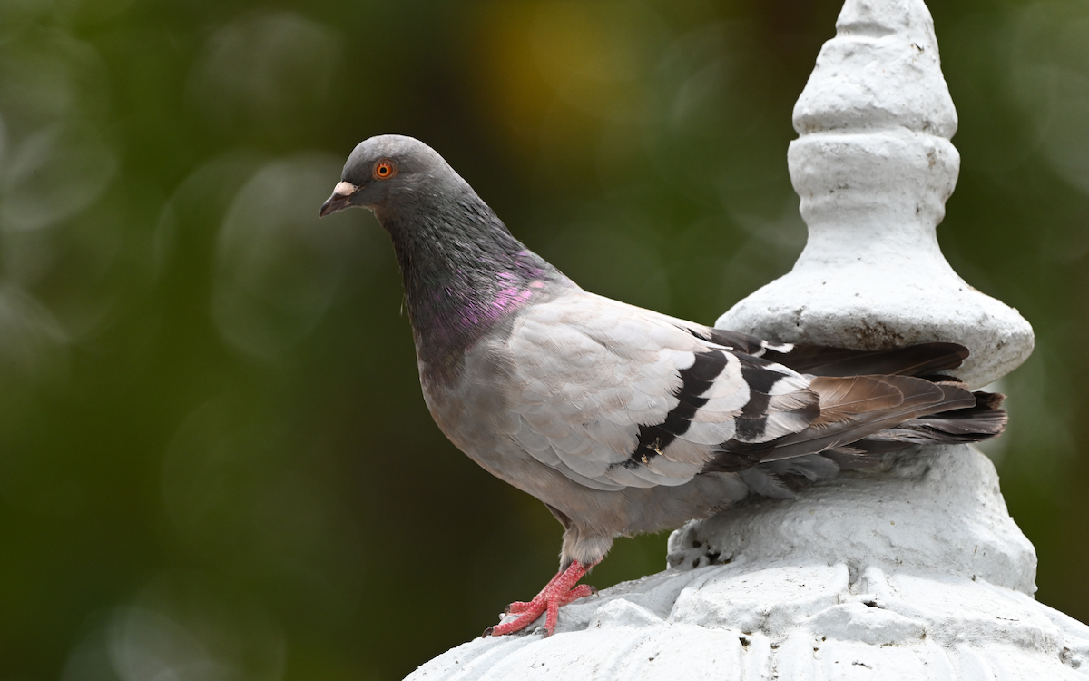 Rock Pigeon (Feral Pigeon) - ML609005453