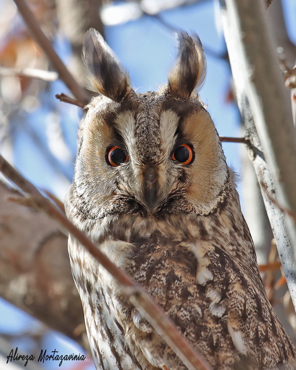 Long-eared Owl - ML609005995