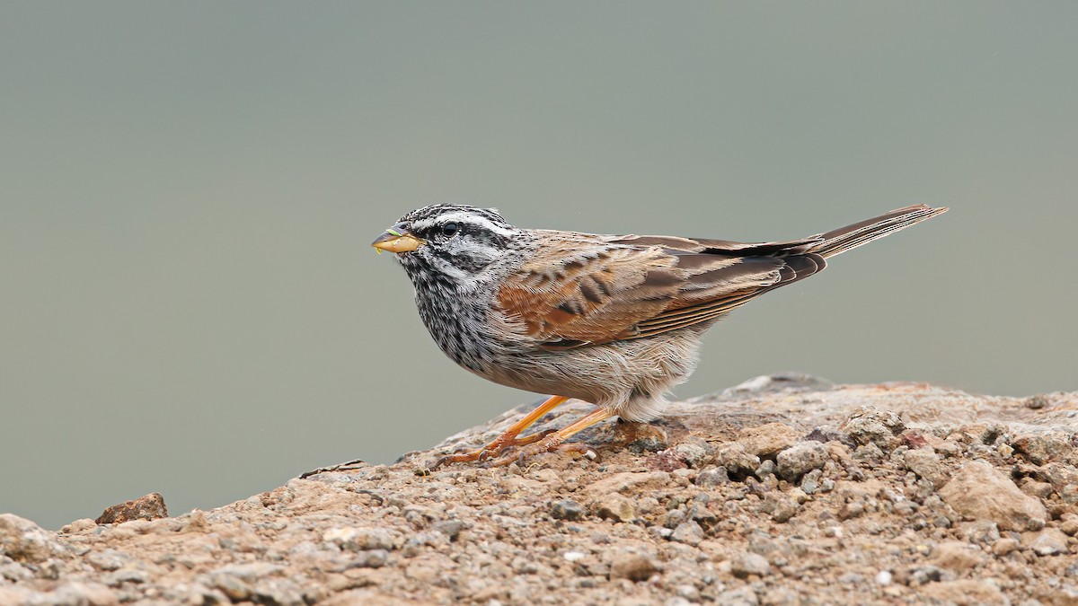 Striolated Bunting - ML609006708