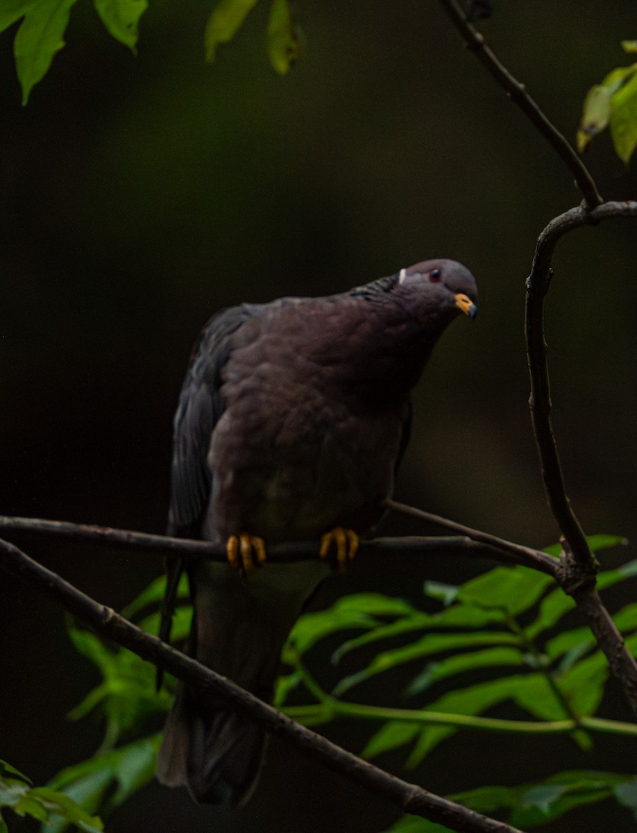 Band-tailed Pigeon - ML609007022